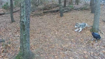 Wolf Center - Group 2 Wolves Live Webcam - Dec 11, 2025, 7:43am EST