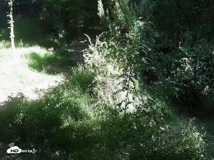 Wolf Center - Group 2 Wolves Live Webcam - Sep 18, 2026, 4:35pm EDT