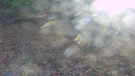 Wolf Center - Group 2 Wolves Live Webcam - Oct 21, 2025, 8:12am EDT