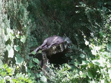 Wolf Center - Group 2 Wolves Live Webcam - Jul 24, 2026, 3:42pm EDT