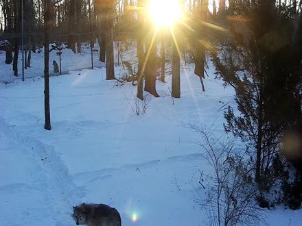 Wolf Center - Group 2 Wolves Live Webcam - Feb 9, 2026, 7:30am EST