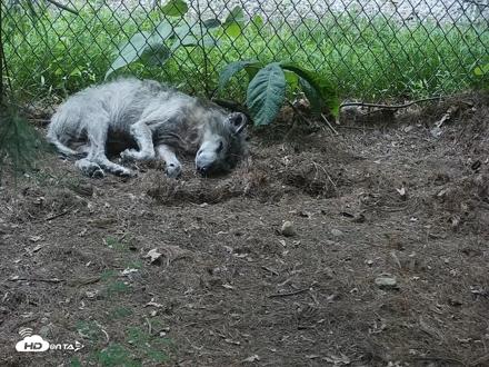 Wolf Center - Group 2 Wolves Live Webcam - Jun 10, 2026, 7:46pm EDT