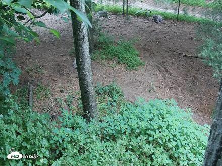 Wolf Center - Group 2 Wolves Live Webcam - Jun 18, 2026, 10:32am EDT