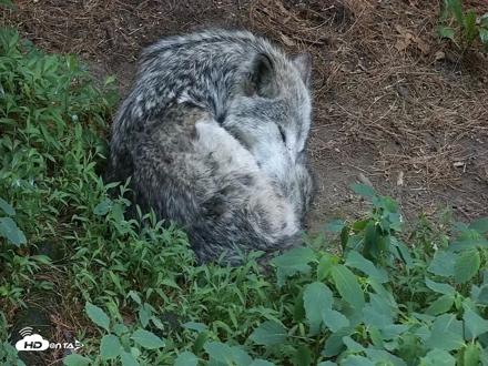 Wolf Center - Group 2 Wolves Live Webcam - Jun 11, 2026, 8:03pm EDT