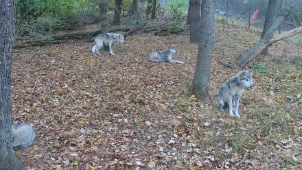 Wolf Center - Group 2 Wolves Live Webcam - Oct 28, 2025, 7:49am EDT