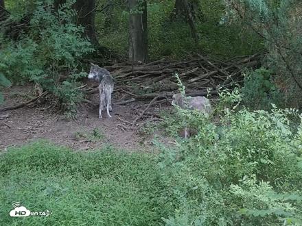 Wolf Center - Group 2 Wolves Live Webcam - Jul 1, 2026, 5:57am EDT