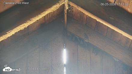 Connecticut Live Bat Webcams - Jun 25, 2026, 5:11pm EDT