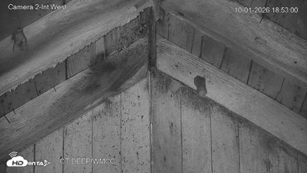 Connecticut Live Bat Webcams - Oct 1, 2026, 6:53pm EDT