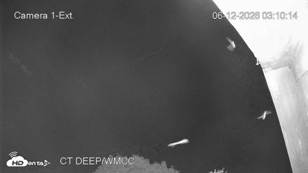 Connecticut Live Bat Webcams - Jun 12, 2026, 3:10am EDT