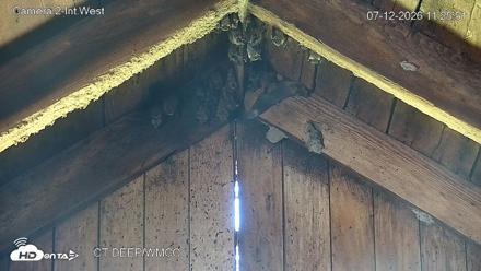 Connecticut Live Bat Webcams - Jul 12, 2026, 11:26am EDT
