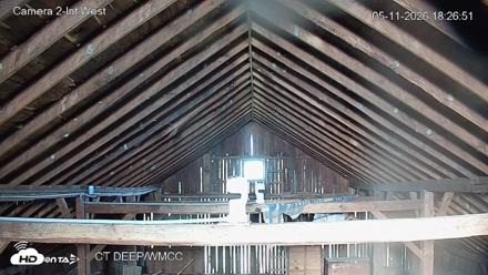 Connecticut Live Bat Webcams - May 11, 2026, 6:26pm EDT