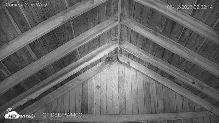 Connecticut Live Bat Webcams - Jun 12, 2026, 2:32am EDT