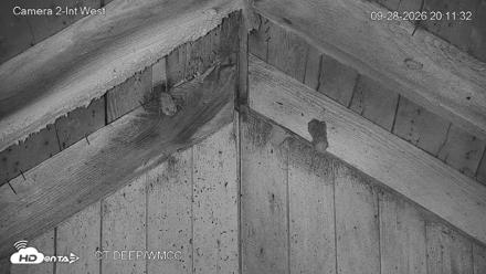 Connecticut Live Bat Webcams - Sep 28, 2026, 8:12pm EDT