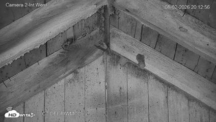 Connecticut Live Bat Webcams - Aug 2, 2026, 8:13pm EDT
