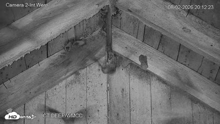 Connecticut Live Bat Webcams - Aug 2, 2026, 8:12pm EDT