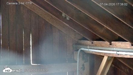 Connecticut Live Bat Webcams - Jul 4, 2026, 5:38pm EDT