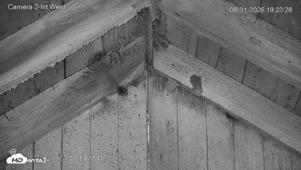 Connecticut Live Bat Webcams - Aug 31, 2026, 7:24pm EDT