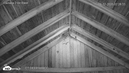 Connecticut Live Bat Webcams - Jun 12, 2026, 2:28am EDT
