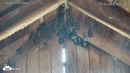 Connecticut Live Bat Webcams - Jul 15, 2026, 2:53pm EDT