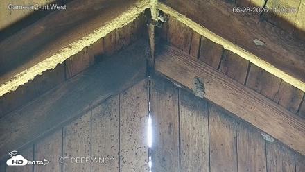 Connecticut Live Bat Webcams - Jun 28, 2026, 11:31am EDT