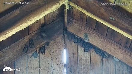 Connecticut Live Bat Webcams - Jun 30, 2026, 12:26pm EDT