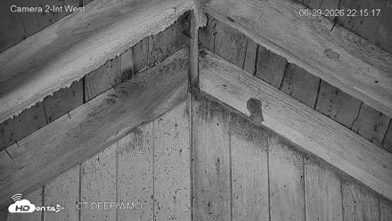 Connecticut Live Bat Webcams - Jun 29, 2026, 10:15pm EDT