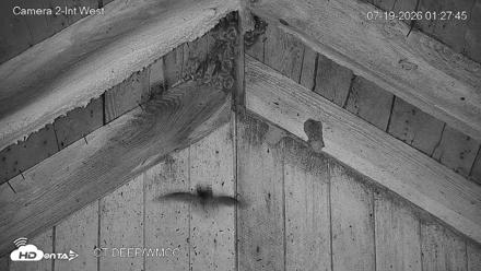 Connecticut Live Bat Webcams - Jul 19, 2026, 1:28am EDT