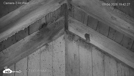 Connecticut Live Bat Webcams - Sep 4, 2026, 7:43pm EDT