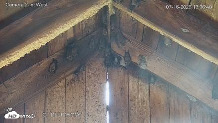 Connecticut Live Bat Webcams - Jul 16, 2026, 1:36pm EDT