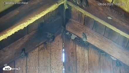 Connecticut Live Bat Webcams - Aug 4, 2026, 1:01pm EDT
