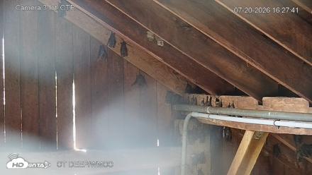 Connecticut Live Bat Webcams - Jul 20, 2026, 4:27pm EDT