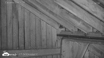 Connecticut Live Bat Webcams - Jun 29, 2026, 12:54am EDT