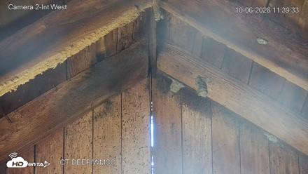 Connecticut Live Bat Webcams - Oct 6, 2026, 11:40am EDT