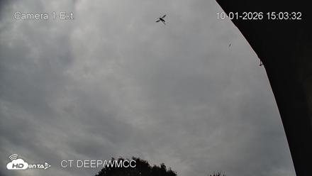 Connecticut Live Bat Webcams - Oct 1, 2026, 3:03pm EDT