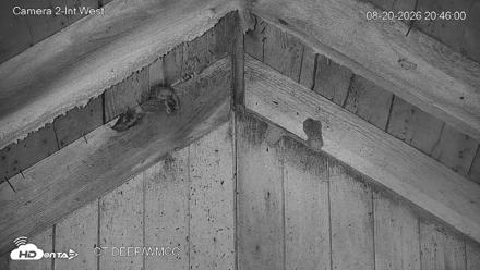 Connecticut Live Bat Webcams - Aug 20, 2026, 8:46pm EDT