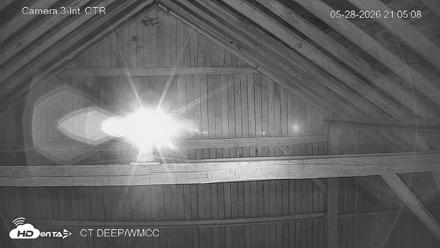 Connecticut Live Bat Webcams - May 28, 2026, 9:04pm EDT