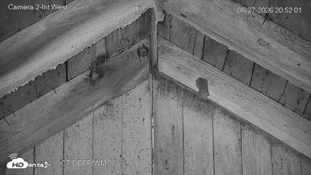 Connecticut Live Bat Webcams - Jun 27, 2026, 8:52pm EDT