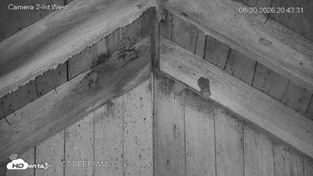 Connecticut Live Bat Webcams - Aug 20, 2026, 8:44pm EDT