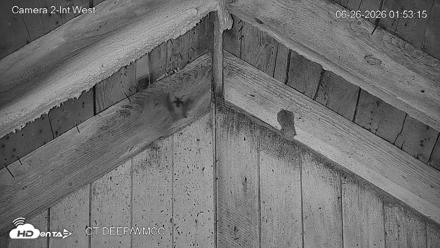 Connecticut Live Bat Webcams - Jun 26, 2026, 1:53am EDT