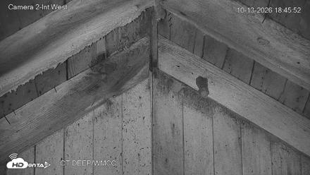 Connecticut Live Bat Webcams - Oct 13, 2026, 6:46pm EDT