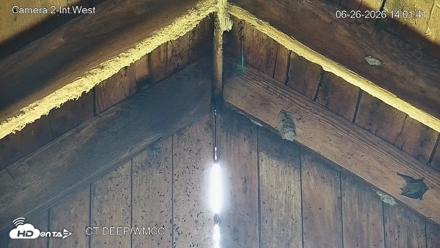 Connecticut Live Bat Webcams - Jun 26, 2026, 2:01pm EDT