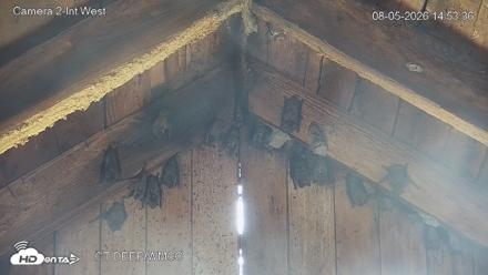 Connecticut Live Bat Webcams - Aug 5, 2026, 2:54pm EDT