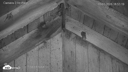 Connecticut Live Bat Webcams - Oct 1, 2026, 6:53pm EDT