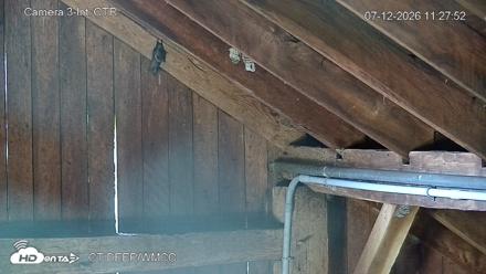 Connecticut Live Bat Webcams - Jul 12, 2026, 11:28am EDT