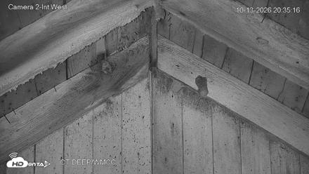 Connecticut Live Bat Webcams - Oct 13, 2026, 8:35pm EDT