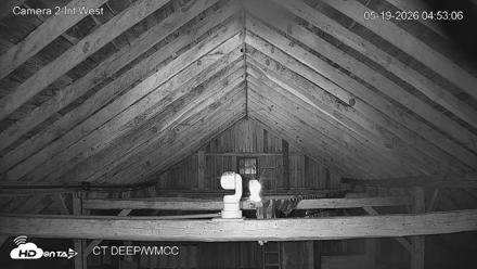 Connecticut Live Bat Webcams - May 19, 2026, 4:53am EDT
