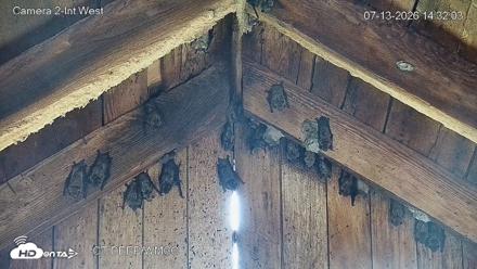Connecticut Live Bat Webcams - Jul 13, 2026, 2:32pm EDT