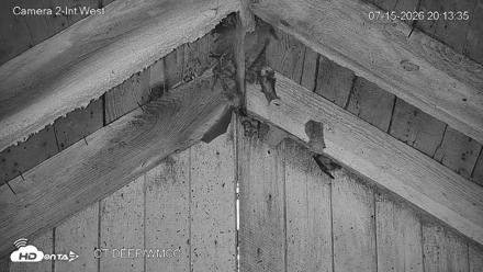 Connecticut Live Bat Webcams - Jul 15, 2026, 8:13pm EDT