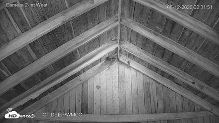 Connecticut Live Bat Webcams - Jun 12, 2026, 2:31am EDT