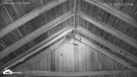 Connecticut Live Bat Webcams - Jun 12, 2026, 2:27am EDT